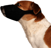 Dog Wearing Safety Muzzle