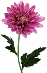 Pink Chrysanthemum
