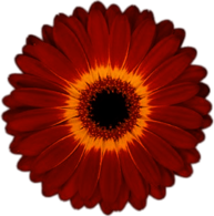 Orange Gerbera With Yellow Center