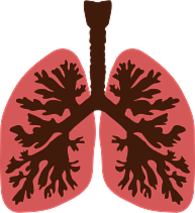Lungs and Bronchus
