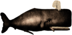 Sperm Whale Illustration