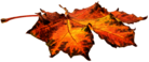 Autumn Flat Leaf