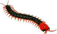 Remote Controlled Centipede