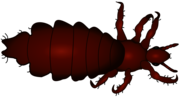 Louse Drawing