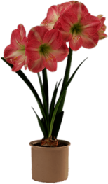 Pink and White Amaryllis In Flower Pot
