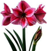 Pink and White Amaryllis