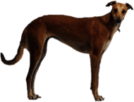 Brown Greyhound Side View
