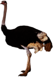 Adult Ostrich