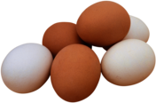 Egg