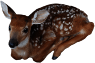 Baby Deer