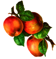 Apples On A Branch Vintage