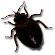 Dark Brown Bed Bug
