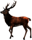 Single Deer