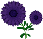 Aster Clipart