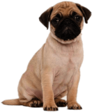 Cute Pug Puppy
