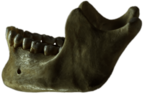 Mandible