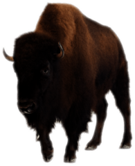 Bison Front View