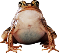 Big Frog