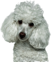 White Poodle Head