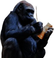 Gorilla Using Tool