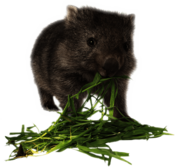 Wombat Eating Grass