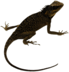 Mountain Horn Lizard