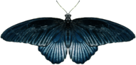 Butterfly Blue