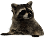 Raccoon Lying Down