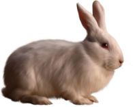Rabbit Single White