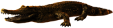 Caiman