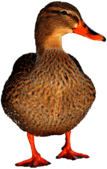 Duck Female