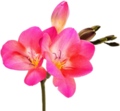 Pink Freesia