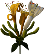 Yellow and White Honeysuckle Flowers