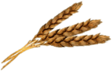 Three Wheat Spikes