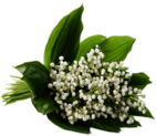 Fresh Lily of the Valley