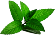 Peppermint Leafs