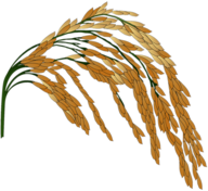 Rice Plant Illustration