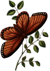 Butterfly On Leaves Vintage Illustration