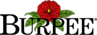 Burpee 