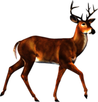 Walking Deer Sideview