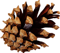 Pine Cone Side