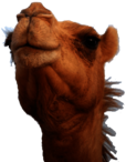 Camel Head