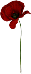 Poppy Long Stem