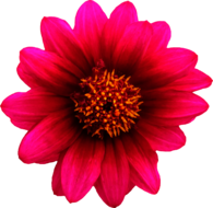 Pink Flower Yellow Stamen