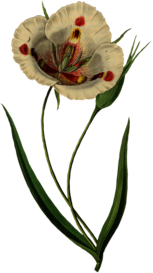 Open White Tulip Drawing