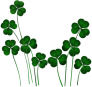 St Patrick's Day Shamrocks