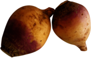 Rutabaga Turnip