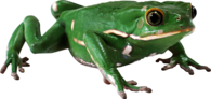 Almost Flat Frog