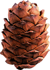 Light Brown Pine Cone