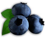 Zoom on Blueberries